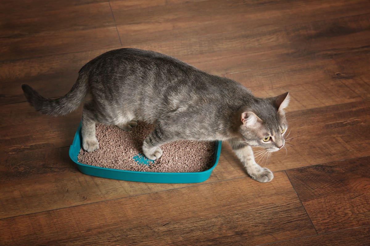 How to Remove Cat Urine Smell With These 5 Tricks Scratchpay